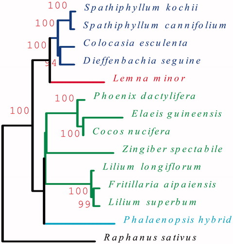 Figure 1. The ML phylogenetic tree of S. cannifolium and other species based on 24 protein-coding genes from 14 plant taxa. Raphanus sativus (NC_024469) was set as outgroup. Genbank accession numbers for each plant are: Colocasia esculenta (NC_016753), Dieffenbachia seguine (NC_027272), Spathiphyllum cannifolium (MK372232), Spathiphyllum kochii (KR270822), Lemna minor (NC_010109), Phalaenopsis hybrid (NC_007499), Cocos nucifera (KF285453), Elaeis guineensis (JF274081), Phoenix dactylifera (GU811709), Lilium longiflorum (KC968977), Lilium superbum (NC_026787), Fritillaria taipaiensis (NC_023247), Zingiber spectabile (NC_020363).