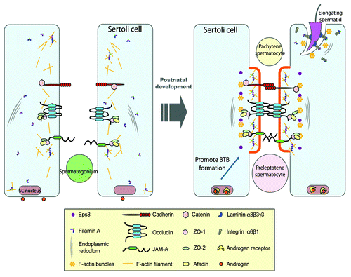 Figure 2. A schematic drawing illustrating the role of filamin A in the assembly of a functional BTB during postnatal development. In immature rat testes, cell adhesion protein complexes (e.g., occludin-ZO-1, cadherin-catenin, JAM-A-ZO-1) cannot be recruited to the BTB site to assemble the functional TJ-permeability barrier (see left panel). At age 17–25 d postpartum, the expression of filamin A increases, the functional filamin A recruits the assembly of actin filament network at the BTB site, which in turn, recruits cell adhesion protein complexes. This process is facilitated by androgen, which induces cross-linking of F-actin filaments mediated by filamin A to form rigid scaffold underneath cell membrane, which can lead to membrane protrusion at cell-cell interface to facilitate adhesion formation (see right panel). Also, during spermiogenesis, the assembly of cell adhesion protein complexes (e.g., integrin-laminin) at the Sertoli-spermatid interface, namely the apical ectoplasmic specialization (apical ES), is likely facilitated by the recruitment of integrins to the apical ES via interactions between integrins (e.g., α6-integrin, β1-integrin) and filamin A (right panel).