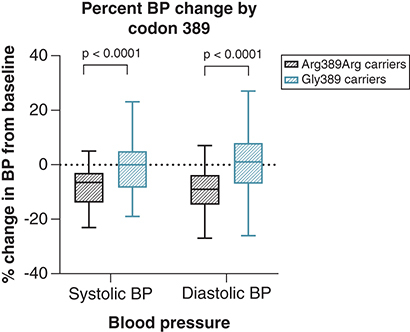 Figure 4. Boxplot presenting the percent change in blood pressure compared with baseline in response to bisoprolol by codon 389 genotype.P-values were computed from the general linear model. Showing a significant difference in percent change in blood pressure between Arg389Arg carriers and Gly389 carriers (p < 0.0001). Created by GraphPad Prism version 8.0.2 for Windows.