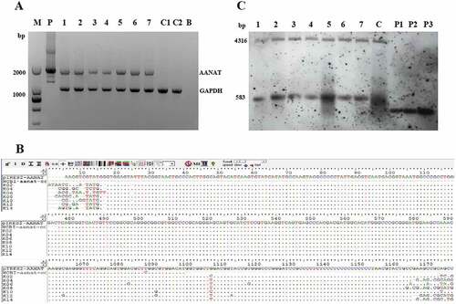 Figure 4. PCR-Sequencing and Southern blot analysis of transgenic goats. (A) The results from agarose gel electrophoresis of the PCR products. M, Marker; P, pIRES2-EGFP-AANAT; 1 to 7, 7 transgenic goats, respectively; C1 and C2, 2 negative control animals, respectively; B, Blank. (B) Sequenced and blasted results. (C) Southern blot analysis. 1 to 7, 7 transgenic goats, respectively; C, negative control; P1, pIRES2-EGFP-AANAT one copy; P2, pIRES2-EGFP-AANAT 2 copies; P3, pIRES2-EGFP-AANAT 3 copies.