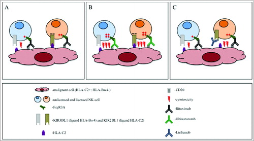 Figure 1. Strategies to induce NK-cell-driven antibody dependent cell cytotoxicity (ADCC) against lymphoma. CD20+ malignant B cells in an HLA-C2+, Bw4− individual are treated with anti-CD20-antibodies. The presence of the HLA-C2 and the lack of HLA-Bw4 defines the KIR2DL1+ natural killer (NK) cell as licensed and KIR3DL1+ as unlicensed, respectively. (A) The rituximab-induced activating signal is inhibited by the KIR2DL1/HLA-C2 interaction in the licensed NK cell. The activation in the KIR3DL1+ NK cell cannot be inhibited because of the lack of the HLA-Bw4 on the malignant cell. However, its activity is compromised by its unlicensed status. (B) The stronger activation induced by obinutuzumab overrides the inhibitory signal in the licensed KIR2DL1+ cell. In addition, the activation is superior to the unlicensed status of the KIR3DL1+ cell. (C) Due to the block of the KIR2DL1/HLA-C2 interaction by lirilumab, the licensed KIR2DL1+ cell can be activated with rituximab. Lirilumab does not react with the KIR3DL1. Therefore, the activity of the unlicensed KIR3DL1+ cell is not influenced.