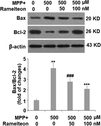 Figure 6. Ramelteon resorted MPP+-induced increase in the ratio of Bax/Bcl-2 Proteins of Bax and Bcl-2 were measured and the ratio of Bax/Bcl-2 was determined (###, P < 0.005 vs. vehicle; **, ***, P < 0.01, 0.005 vs. MPP+, N = 5)