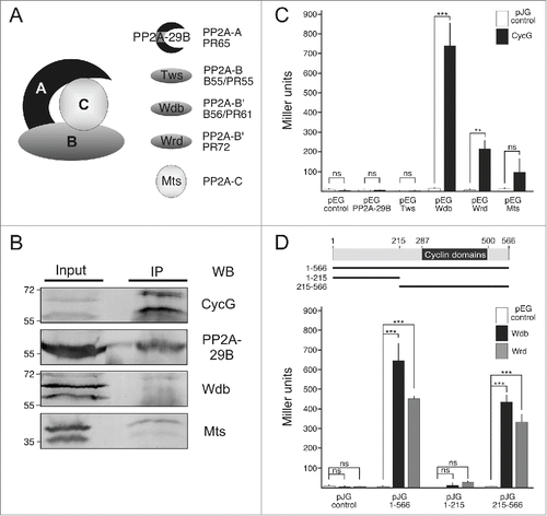 Figure 2. CycG interacts with the Wdb-PP2A complex and with Wrd. (A) Illustration of the heterotrimeric PP2A complex in Drosophila: The catalytic subunit Microtubule stars/Mts (PP2A-C) binds to the scaffold protein PP2A-29B (PP2A-A, called PR65 in mammals). Three regulatory subunits are known, PP2A-B called Twins/Tws (mammalian B55 aka PR55), and 2 PP2A-B′ subunits called Widerborst/Wdb (homolog of mammalian B56 aka PR61) and Well rounded/Wrd (homolog of mammalian PR72). (B) CycG binds the Wdb-PP2A complex. CycG proteins were immunoprecipitated (IP) from Drosophila Schneider (S2) cells using CycG antibodies, and the precipitates were probed with antibodies directed against the different subunits of PP2A (WB). The input lane contains 25% of the protein extracts used for the IPs and was used for a size comparison of the precipitated proteins. Size of proteins is given in kDa. (C–D) Yeast 2-hybrid assays were conducted for detection of direct protein interactions. Quantitative assays (measured in Miller Units, ordinate) were performed with full length CycG in pJG vector (1-566 in D) and the 5 subunits of PP2A in pEG vector (C). pEG-Wdb and pEG-Wrd were tested for binding to full length CycG (1-566, D), the N-terminal part (1-215, D) and the C-terminal part (215-566, D) of the CycG protein cloned into pJG vector. A scheme of CycG including the Cyclin domains is given, numbers correspond to amino acids. Empty vectors served as negative controls. Error bars denote standard deviation (n = 3 independent experiments). ***p < 0.001, **p < 0.01, ns: not significant according to Student's T-test.