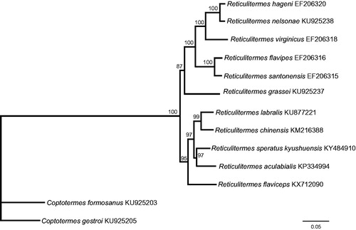 Figure 1. Phylogenetic relationships of two genera Reticulitermes and Coptotermes based on the nucleotide sequence of 13 PCGs in the mitochondrial genome. The numbers beside the nodes are percentages of 1000 bootstrap values. The Coptotermes formosanus and C. gestroi were used as an outgroup. Alphanumeric terms indicate the GenBank accession numbers.