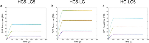 Figure 6. Interaction of soluble HER2 with captured E5-tagged TZMs. (A-C) SPR double-referenced sensorgrams corresponding to the interaction of injected dimeric HER2 with 75 RU of HC5-LC5 (A), 95 RU of HC5-LC (B) and 95 RU of HC-LC5 (C) captured on the SPR chip by coiled-coil interactions. HER2 was injected at concentrations of 3, 10 and 25 nM.