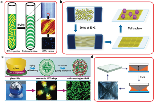 Scheme 3. An assembly of HNTs on different substrates by heat-drying in confined space (a-capillary, where CTCs stands for circulating tumor cells, b- between vertical glass plates, c- concentric rings, and d– with a cone plate). Reproduced with permission from [Citation21,Citation25], copyright by American Chemistry Society 2016, 2017 and [Citation24] Royal Society of Chemistry, 2017.