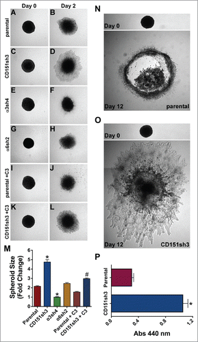 Figure 7. Loss of CD151 can promote invasion and growth in a 3D matrix. (A-H) Parental, CD151, α3, and α6 integrin-silenced cell spheroids were embedded in 3D collagen and photographed immediately (Day 0) and 2 d later (Day 2). (I-L) Parental and CD151-silenced cell spheroids were embedded in 3D collagen and grown 2 d in the presence of 1 µg/ml cell permeable C3 transferase to inhibit Rho activity. (M) Quantification of spheroid size on Day 2, plotted as fold change from size on Day 0. Bars indicate mean ± SEM for 6–12 spheroids per cell type. CD151sh3 spheroids were significantly larger and α3sh4 spheroids were significantly smaller than parental spheroids, *P < 0 .0001, and CD151sh3 spheroids treated with C3 transferase were significantly smaller than untreated CD151sh3 spheroids, #P < 0 .0001. ANOVA with Tukey post-tests. (N&O) Parental and CD151-silenced spheroids were embedded in 3D collagen and cultured for 12 d (P) Spheroids cultured for 12 d in 3D collagen were excised and relative cell number was determined by WST assay after digestion with collagenase type II. Bars indicate mean ± SEM for 12 spheroids per cell type. CD151sh3 spheroids had grown significantly larger, *P < 0.0001, unpaired t test.