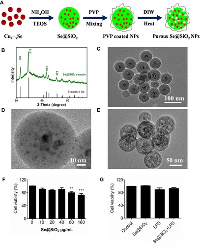 Figure 1 Characterization of the porous Se@SiO2 nanoparticles. (A) Fabrication of porous Se@SiO2 nanoparticles (NPs). (B) The XRD pattern of porous Se@SiO2 NPs as well as the typical hexagonal phase of selenium (JCPDS card No. 65–1,876). (C and D) Low- (C) and high-magniﬁed (D) TEM images of the NPs before heat water treatment. (E) TEM images of porous Se@SiO2 NPs after the treatment with heat water at 95°C. (F) The effect of various concentrations of NPs on the cell viability in cultured airway epithelial cells (the Beas-2B cell line). (G) The effect of LPS stimulation (10 ng/mL) and NP treatments (10 μg/mL) on the cell viability in Beas-2B cells. **p < 0.01, ***p < 0.001.Abbreviations: DIW, deionized water; TEOS, tetraethyl orthosilicate.