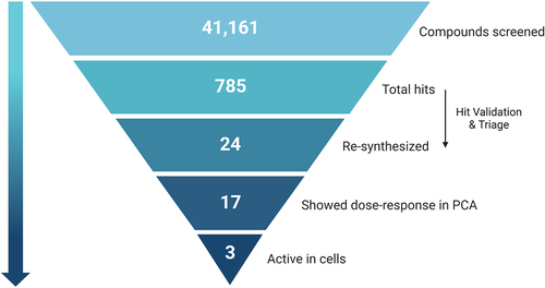 Figure 3. Pyramid scheme of the compound’s filtration through the screen pipeline. 41,161 compounds were screened in the primary screen, with 785 hits in total (1.9% hit rate). Out of these, 24 compounds passed validation and triage by medicinal chemists, and were re-synthesized for further validations. Out of the 24 re-synthesized compounds, 17 showed dose-response in the PCA system, and 3 were found to be active in cells. Scheme created with BioRender.com.