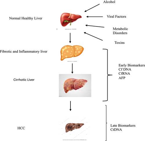 Figure 3. HCC development and biomarker. There is an importance of biomarkers in the early diagnosis of HCC.