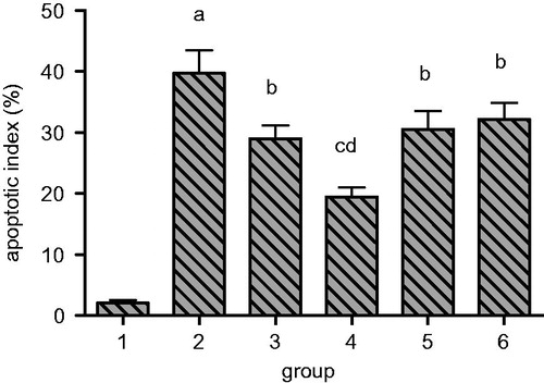 Figure 8. Quantitation of the effect of resveratrol on renal tubular epithelial cell apoptosis index in UUO rats. Lane 1 represents the data as mean ± SEM, from sham treated group; lane 2 from model group; lane 3 from enalapril group; lane 4 from high-dose resveratrol group; lane 5 from middle-dose resveratrol group and lane 6 from low-dose resveratrol group. The differences are significant as “a” depicts p values of <0.01 versus the sham group, “b” represents p values of <0.05 versus model group, “c” represents p values of <0.01 versus model group while “d” represents p values of <0.05 versus enalapril group.