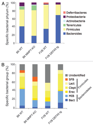 Figure 1 Comparison of microbial communities of distal small intestines from DEFA5 TG and MMP7−/− mice. Genomic DNA was isolated from the distal small intestines of age matched DEFA5 TG mice and their wild type littermates, and from MMP7−/− mice and their wild type littermates. Microbial community analysis was done based on 16S rRNA gene sequence, using high through put Sanger sequencing (A) and quantitative PCR (B). The stacked graphs show the relative percentages of the bacterial groups identified by each method. Percentages were obtained for Sanger subclone sequencing using the total number of sequences obtained as the denominator. Percentages were obtained for qPCR by using total bacterial 16S gene copies as the denominator, determined by amplifying each sample with universal bacterial primers. Figure reproduced from original publication by Salzman et al.Citation32