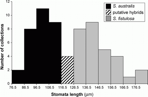 Figure 2  Variation in guard cell length for 63 collections of S. australis, S. fistulosa and their putative hybrids.