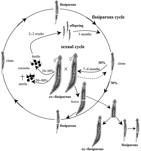 Figure 2. Schematic overview of the life cycle and reproductive patterns of Dugesia aethiopica from Ethiopia.