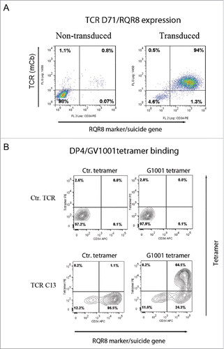 Figure 5. TCR expression in SupT1 cells and binding to DP4/GV1001 tetramer. SupT1 T cells were transduced with TCR-C13_RQR8 or TCR-D71_RQR8 and analyzed by flow cytometry. The expression of TCR C13/D71 was measured with a mAb recognizing the murine constant beta region (mCb) incorporated in the TCRs. The expression of marker/suicide gene RQR8 was measured with the mAb QBen10. (A) Expression of D71_RQR8 in T cell line SupT1. Left and right plots show non-transduced and transduced cells, respectively. Percentage of cells in each quartile is given. A similar TCR and RQR8 expression was observed for TCR-C13_RQR8 (not shown). (B) SupT1 T cells transduced with TCR-C13_RQR8 or a control TCR (ctr TCR) were stained with an HLA-DP4 tetramer loaded with peptide GV1001. A HLA-DP4 tetramer with irrelevant peptide was included as negative control. Top part shows non-transduced cells. Bottom part shows transduced cells. The percentage of cells in each quartile is given.