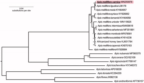 Figure 1. Phylogenetic tree showing the relationship between A. m. carnica (GenBank: MN250878) and 20 other Apis honey bees. Mitochondrial genomes consisting of 13 protein coding genes and 2 rRNAs were used to build the tree. The tree is midpoint rooted. The node labels indicate bootstrap values and unlabelled lineages are 100%.