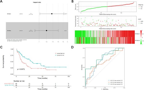 Figure 4. Construction of the RSK gene family-related prognostic model. (A) The corresponding hazard ratios of two genes included in the multivariate Cox regression model. (B) Risk score distribution of AML patients in TCGA cohorts, and the heatmap of the survival status of patients and the expression of characteristic genes. (C) The Kaplan-Meier curve showing the difference detected by the log-rank test for patients in TCGA cohorts. (D) The time-dependent ROC curve evaluating the accuracy of the prognostic model in TCGA cohorts.