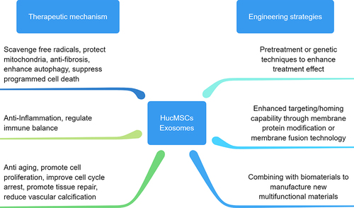 Figure 5 Therapeutic mechanisms of stem cells and exosomes and their engineering strategies.