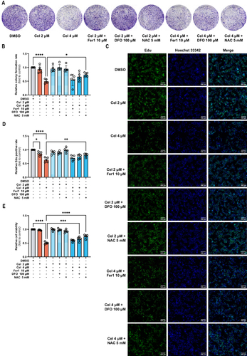 Figure 9 Celastrol inhibited HCC cell proliferation by inducing ferroptosis. HepG2 cells were co-treated with celastrol (2 or 4 μM) along with Fer-1 (10 μM), DFO (100 μM), or NAC (5 mM) for 24 h. (A and C) Colony formation and (B and D) EDU assay were used to determine the cell proliferation capacity. (E) Cell viability was evaluated by CCK-8 assay. One-way ANOVA analysis was used to compare the differences among groups. All data are representative of five independent experiments, and the values are expressed as the mean ± SD. Scale bars, 100 μm. *p < 0.05, **p < 0.01, ***p < 0.001, ****p<0.0001.