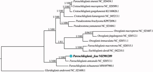 Figure 1. Phylogenetic relationships between Pareuchiloglanis feae and 14 other Glyptosternoid fishes based on complete mitochondrial genome sequences. Glaridoglanis andersonii was chosen as the outgroup. Numbers on the nodes are Bayesian posterior probability and bootstrap support for maximum likelihood, respectively.