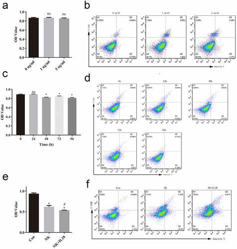 Figure 2. IL-18 treatment had no effect on HCT116 cells but improved the antitumor effect of NK cells