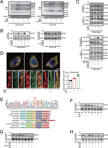 Figure 5. Melatonin-induced SIRT3 activation results in TFAM-K154 deacetylation. (A) acetylation on mitochondrial protein was determined by western blots using pan-acetylated lysine antibody. (B) the acetylation of TFAM in kidney tissue of mice and HK-2 cells were examined by immunoprecipitation and western blot. (C) the physical interaction between SIRT3 and TFAM in kidney tissue of mice and HK-2 cells were determined by co-immunoprecipitation. (D) the immunofluorescence analysis showed that SIRT3 colocalized with TFAM (SIRT3: red, TFAM: green, DAPI: blue, scale bar: 10 μm, n = 10). The data are presented as the mean ± SD and *P < 0.05. Statistical significance was assessed by one-way ANOVA. (E) sequence alignment of TFAM among multiple species was analyzed by the MEME suite. (F) the acetylation of TFAM in HK-2 cells with or without LPS-stimulation was examined by immunoprecipitation and western blot. (G) the acetylation of TFAM in HK-2 cells with or without SIRT3 overexpression was examined by immunoprecipitation and western blot. (H) the acetylation of TFAM in HK-2 cells with or without melatonin administration was examined by immunoprecipitation and western blot. Mito: mitochondria, Ac-K: acetylated lysine, LPS: lipopolysaccharide, Mel: melatonin, CLP: cecal ligation and puncture.