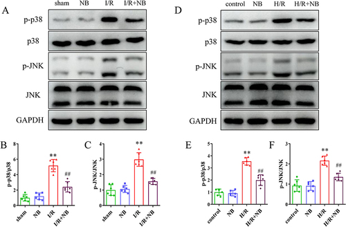 Figure 5 Nepetoidin B inhibits P38/JNK signaling in vivo and in vitro. (A) Detection of total and phosphorylated JNK and P38 proteins and (B and C) statistical analysis of mouse liver tissue (n = 6/group). (D) Detection of total and phosphorylated JNK and P38 proteins and (E and F) statistical analysis of AML12 cells (n = 6/group). **P < 0.01 vs sham or control group; ##P < 0.01 vs I/R or H/R group.