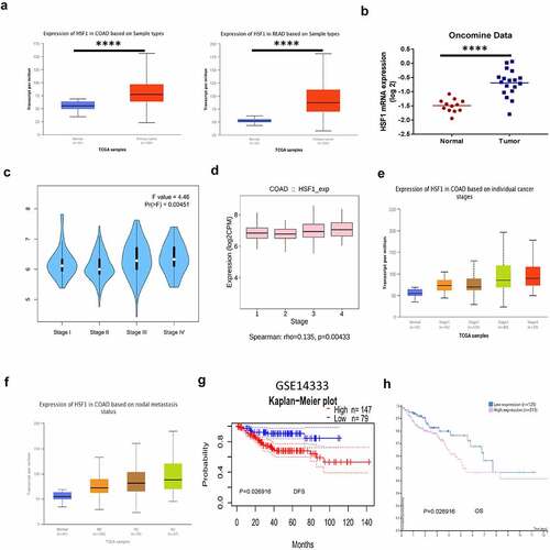 Figure 1. The expression and the prognostic characteristics of HSF1 in CRC. (a and b) The expression of HSF1 mRNA in CRC samples using UALCAN and Oncomine database. (c and d) The relative expression of HSF1 in COAD stages using GEPIA2 and TISIDB databases. (e and f) The relative expression of HSF1 in CRC stages and different lymph node metastasis using UALCAN database. (g) Kaplan–Meier curves demonstrated a negative correlation between HSF1 expression and disease-free survival (DFS) in CRC by PrognoScan database. (h) Kaplan–Meier curves demonstrated a negative correlation between HSF1 expression and overall survival (OS) in HPA database.