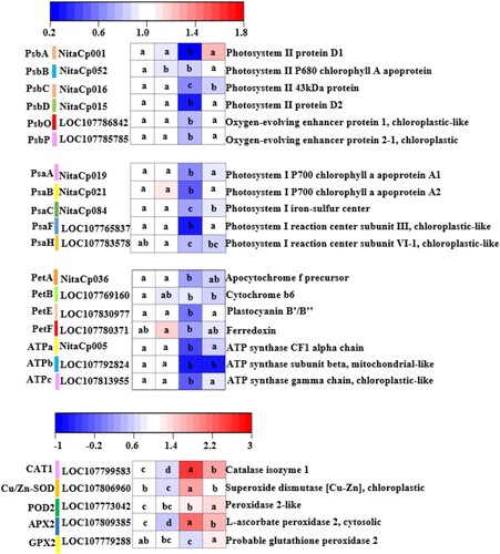 Figure 6. Effects of WV on the key gene expression of photosynthetic and antioxidant enzymes of tobacco leaves infected by Pst. Note: The data in the figure are from three biological repeats (n = 3), and represent means ± standard error (SE). Significant differences were expressed by different letters (P < 0.05).