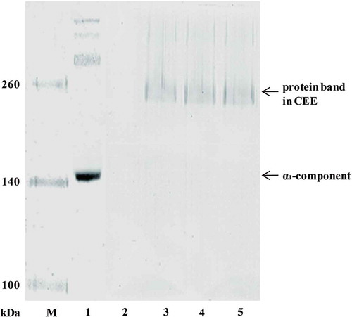 FIGURE 5 SDS-PAGE of CCF digested by autoenzyme.Lane M, protein marker; Lane 1: PSC; lane 2: CCF; lane 3: crude enzyme extract; lane 4: CCF digested by autoenzyme; lane 5: CCF digested by autoenzyme with addition of 1,10-phenathroline (10 mM).