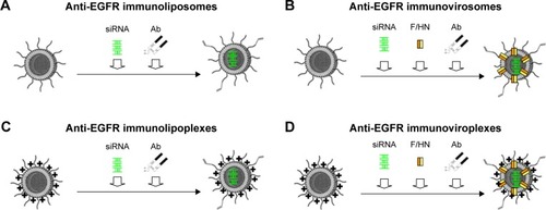 Figure 1 Schematic illustration of anti-EGFR immunonanoparticles with siRNA.Notes: Immunoliposomes were prepared by coupling of thiolated anti-EGFR Abs to the surface of neutrally charged liposomes encapsulating siRNA (A). Immunovirosomes were prepared by insertion of Sendai viral F/HN proteins into the liposomes encapsulating siRNA followed by Ab coupling (B). Immunolipoplexes were prepared by Ab coupling to cationic lipoplexes of siRNA (C). Immunoviroplexes were prepared by insertion of Sendai viral F/HN proteins into the lipoplexes of siRNA followed by Ab coupling (D).Abbreviations: EGFR, epidermal growth factor receptor; Ab, antibody.
