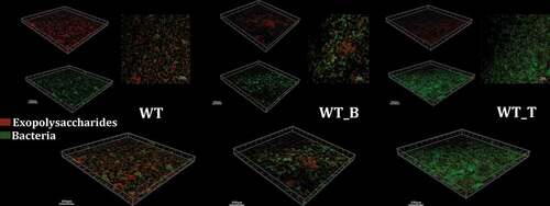 Figure 4. Typical confocal laser scanning microscopy images of 24-hr biofilms of S. mutans WT, WT_B and WT_T strain biofilms. All images are three-dimensional projections of bacteria (green) and the glucan matrix (red)