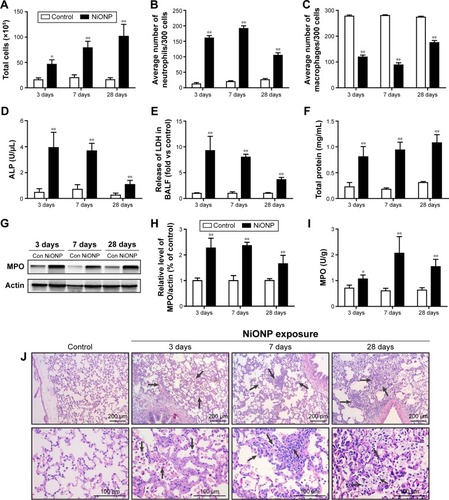 Figure 2 Intratracheal instillation of NiONPs induces pulmonary inflammation in rats.Notes: (A) Total cell numbers; (B) neutrophil numbers; (C) macrophage numbers; and (D) ALP, (E) LDH, and (F) total protein concentrations in BALF were determined at 3 days, 7 days, and 28 days postexposure. (G, H) MPO, a marker of neutrophils, was measured by Western blotting. (I) MPO activity in lung tissues was measured using an MPO Assay Kit. (J) Lung histopathology at 3 days, 7 days, and 28 days after treatment with saline or NiONPs. Representative figures for four individuals from each group are shown. Scale bar sizes are indicated. The values are mean ± SEM (n=6). Significance vs vehicle control is indicated by *P<0.05 and **P<0.01. Black arrows indicate inflammatory foci.Abbreviations: ALP, alkaline phosphatase; BALF, bronchoalveolar lavage fluid; LDH, lactate dehydrogenase; MPO, myeloperoxidase; NiONP, nickel oxide nanoparticle; SEM, standard error of the mean.