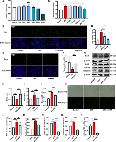 Figure 7 The anti-inflammation effects of SERT for LPS-stimulated RWPE-1 cells. (A) the toxicity of different SERT concentrations on RWPE-1 cells via CCK-8 assay (B) the anti-proliferation effect of different SERT concentrations on LPS-stimulated RWPE-1 cells via CCK-8 assay; (C) the anti-proliferation effect of SERT on LPS-stimulated RWPE-1 cells via EdU assay; (D) quantitative analysis of EdU assay (E) the effects of SERT on the apoptosis process of LPS-stimulated RWPE-1 cells via Tunel assay (F) quantitative analysis of Tunel assay (G) Western blot analysis of apoptosis-related proteins (BAX, Bcl2, and Caspase-3) (H–J) quantitative statistics of expression differences of apoptosis-related proteins under different treatments (H: BAX, I: Bcl2, J: Caspase-3) (K) the effect of SERT on ROS generation via fluorescence detection of DCFH-DA probe (L) quantitative analysis of fluorescence intensity of DCFH-DA probe; (M-P): RT-qPCR evaluated the level of inflammatory cytokines (M: IL-1β, N: IL-6, O: IL-8, P: TNF-α). ns: P>0.05, *P<0.05, **P<0.01, ***P<0.001.