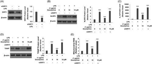 Figure 8. Silencing of SIRT1 abolished the inhibitory effects of doxofylline on NLRP3 inflammasome activation in human 16HBE cells. Cells were transfected with siSIRT1, followed by treatment with 1 μg/ml LPS in the presence or absence of doxofylline (10 μM) for 48 h. (A) Western blot revealed successful knockdown of SIRT1; (B) NLRP3 expression; (C) secretion of IL-18; (D) TXNIP expression; (E) mitochondrial ROS (***p < .001 vs. previous group).