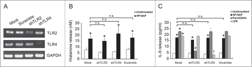 Figure 7. Effect of knockdown of TLR2 and TLR4 on HP-NAP-induced histamine and IL-6 release from HMC-1. HMC-1 cells were left untransduced (mock) or transduced with lentiviral particles bearing either scramble control shRNA or shRNA specific to TLR2 (shTLR2) or TLR4 (shTLR4) for 2 d. Lentivirally transduced HMC-1 cells were then under puromycin selection for 2 d The mRNA expressions of TLR2, TLR4, and GAPDH, as a loading control, in these cells were analyzed by using RT-PCR (A) as described in Materials and Methods. Untransduced or TLR-specific lentivirally transduced HMC-1 cells were stimulated with 1 μM HP-NAP at 37°C for 30 min for measurement of histamine release (B) or stimulated with 1 μM HP-NAP, 10 μg/mL Pam3CSK4, or 10 μg/mL E. coli LPS at 37°C for 16 h for measurement of IL-6 release (C). Release of histamine and IL-6 from HMC-1 cells were determined as described in Figure 3. Data were represented as the mean ± SD of 3 independent experiments. *P < 0.05 as compared with unstimulated cells in each group; #P < 0.05 as compared with Pam3CSK4-stimulated cells in the scramble control group; †P < 0.05 as compared with LPS-stimulated cells in the scramble control group; n.s., non-significant.