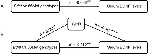 Figure 2 Mediation model for serum BDNF levels, Bdnf Val66Met and WHR. (A) Path diagram for the regression model. (B) The simple mediation model with WHR as a mediator of the effect of Bdnf Val66Met on serum BDNF levels.