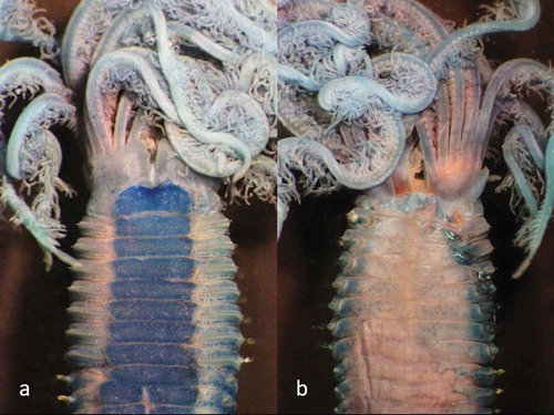 Figure 3. Parasabella fullo syntype ZMB 5731 stained with methyl green: (a) thoracic ventral view (b) thoracic dorsal view