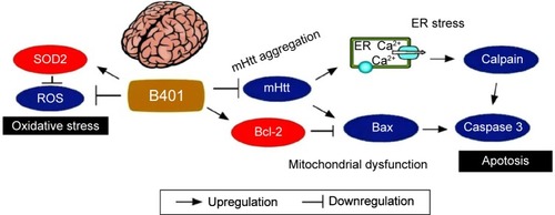 Figure 10 The schematic diagram illustrates the possible neuroprotective pathways in the brain under oral B401 treatment. Oral B401 treatment may improve neuroprotection in R6/2 mice via enhancing anti-oxidative stress (marked by SOD2) and anti-apoptosis (marked by Bcl-2), while suppressing mutant huntingtin aggregation, ROS production, ER stress-related apoptosis (marked by calpain), and mitochondrial dysfunction-related apoptosis (marked by Bax and caspase 3) in the brain.