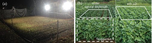 Figure 1. Long-day treatment (LD) in the present experiment. (a) Four or six LED lights lit up before sunrise and after sunset as scheduled. These lights covered almost the entire planted area. (b) The appearance of the canopy of ‘Fukuyutaka’ (within the box area) and ‘Tanggamus’ for comparison under natural daylength (left) and with LD (right).