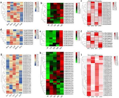 Figure 6. Heat map of quinoa betalain synthesis gene expression. (a, b, c) expression of CqCYP76AD gene members in different tissues, seed germination and cold stress. (d, e, f) expression of CqDODA gene members in different tissues, seed germination and cold stress. (g, h, i) expression of CqGts gene members in different tissues, seed germination and cold stress.