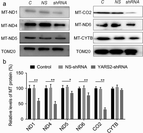 Figure 4. Determination of mitochondrial protein levels by Western blot assay. (a) Representative Western blot that hybridized with mitochondrial respiratory complex subunits of SW620 cells. TOM20 was adopted as loading control. MT-ND1, MT-ND4, MT-ND5 and MT-ND6 belong to subunit of complex I; MT-CO2 belongs to subunit of complex IV; MT-CYTB belongs to subunit of complex III. (b) Quantification of mitochondrial protein levels. The optical density was determined using NIH ImageJ software. The values are expressed as percentages of the average values for the control cells. Data are expressed as means ± SD. *, P < .05; **, P < .01, n = 3.