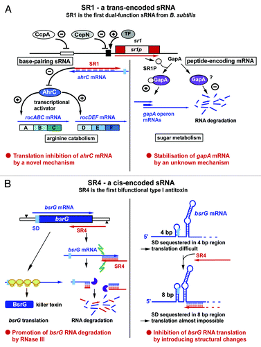 Figure 2. SR1 and SR4, a trans- and a cis-encoded sRNA from B. subtilis. As in Figure 1, the antisense RNAs are indicated in red, the sense RNAs in blue, RBS in light blue, ribosomes are in yellow, RNase III in green, and RNase R in violet. (A) SR1, a trans-encoded sRNA, is the first identified dual-function sRNA from B. subtilis. +, activation; -, repression. CcpA and CcpN repress sr1 transcription under glycolytic conditions. TF is a novel transcription factor that activates sr1 transcription at cold-shock. (B) SR4, a cis-encoded sRNA, is the antitoxin of the type I TA system bsrG/SR4. It is the first antitoxin for which two independent functions have been found. For details, see text.