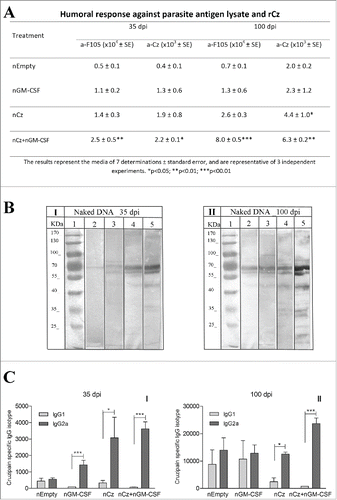 Figure 2. Antibody response at 35 and 100 dpi in mice receiving the immunotherapeutic vaccine during the acute phase of T. cruzi infection. Mice were challenged with RA trypomastigotes and were treated by intramuscular route with 2 doses of nEmpty, nGM-CSF,nCz or nCz+pGM−CSF. Serum samples were taken on day 35 and 100 postinfection. (A) IgG titers against rCz or parasite antigen fraction F105.(B) Immunoblotting of epimastigotes blotted onto nitrocellulose incubated with dilution of mice sera at (I) 35 dpi and (II) 100 dpi; (1) Molecular weight marker, (2 and 3) Control, (4 and 5) Cz+GM−CSF. Strips were incubated with biotinylated rat monoclonal antibodies to mouse IgG1 (2 and 4) or IgG2a (3 and 5) subclasses. (C) Cz specific IgG1 and IgG2a isotypes. The bars represent the media of 7 determinations and are representative of 3 independent experiments.*p < 0.05; **p < 0.01; ***p < 0.001.