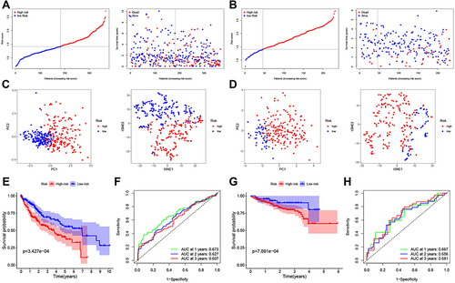 Figure 2 Construction and validation of the 7-gene prognostic gene signature in TCGA (A, C, E and F) and ICGC (B, D, G and H) datasets. (A and B). The expression of the 7 genes was used to divide the patients into high- and low-risk groups according to the median value of the cohort. Red: high risk; blue: low risk (left). Association between different risk groups and OS in HCC (right). (C and D). PCA (left) and t-SNE (right) analysis showing samples divided according to expression levels. (E and G). Kaplan-Meier analysis of the association between high/low-risk group expression and the OS of HCC patients. Red: high risk; blue: low risk, P < 0.05. (F and H). AUC of 1-, 2- and 3-year OS in patients with HCC.