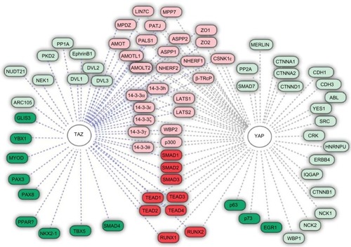 Figure 2 YAP target proteins.