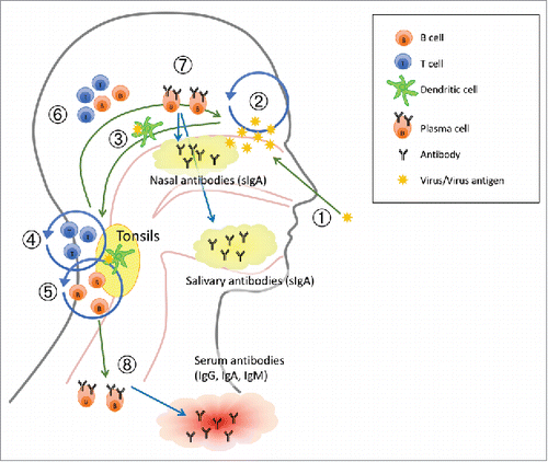 Figure 1. A suggested working model of how live attenuated influenza vaccine (LAIV) elicits immune response. The numbers in the figure refer to 1. adminstration of the LAIV intranasally as a nasal spray; 2. Limited virus replication (IFN-γ) by LAIV; 3. Viral influenza antigen is transported to the tonsils by dendritic cells (DCs); 4. Activation and proliferation of T cells (IL-2); 5. Activation and proliferation of B cells, affinity maturation and isotype switching; 6. Activated B and T cells homes to site of infection (vaccination); 7. Plasma cells secrete specific mucosal antibodies and 8. Plasma cells secrete specific antibodies into circulation. Adapted from.Citation91