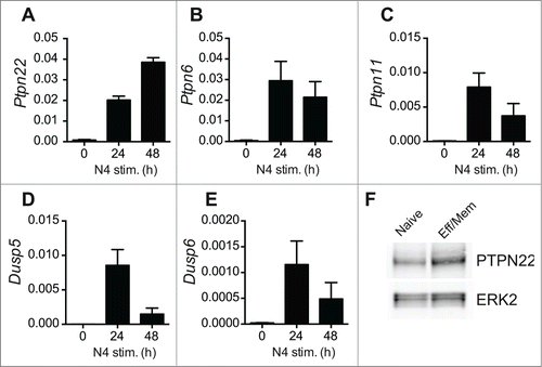 Figure 3. Activation-induced upregulation of phosphatase expression in OT-1 T cells. (A-E) Levels of individual phosphatase mRNAs in WT OT-1 cells stimulated with SIINFEKL (N4) peptide in vitro for 0–48 h were calculated by qRT-PCR. Values are normalized to expression of 18S rRNA and represent means ± SEM (n = 3). (F) Western blot analysis of PTPN22 expression in FACS-sorted naïve and effector-memory (Eff/Mem) phenotype polyclonal CD8+ T cells. ERK2 serves as a loading control. Data are representative of 2 repeated experiments.