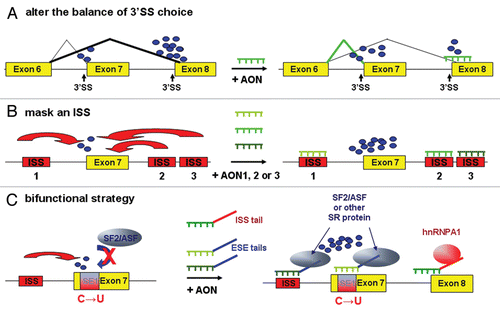 Figure 3 Schematic representation of the different AON-based splicing correction strategies for SMA. Red and blue arrows indicate negative and positive splicing effects, respectively. Small blue dots signify unspecified splicing factors necessary for exon definition and splicing. (A) In a concept of 3′ SS competition where exon 8 prevails over exon 7, an AON masking the 3′ SS of exon 8 will partly shift splicing factor recruitment to exon 7. (B) Masking any of the flanking ISS by an AON can stimulate exon 7 inclusion in the mRNA. (C) The bifunctional strategy allows to tether binding sequences for different SR proteins to either ISS element 1 or the altered SE1 sequence and thereby to enhance the recruitment of the splicing machinery to exon 7. As the mutated SE1 element is also a splicing silencer, both approaches have dual effects by masking a negatively acting element and by recruiting positively acting SR proteins. An AON targeting the exon 8 3′ SS that bears a tail with a binding sequence for hnRNP A1 will also more efficiently shift splicing factor recruitment to exon 7 than the corresponding tail-less AON (see main text for refs.).