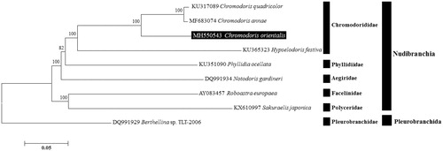 Figure 1. Neighbor-Joining (NJ) tree based on the protein coding genes (PCGs) of Chromodoris orientalis and other sea slugs under order Nudibranchia. Berthellina sp. derived from Pleurobranchida was used as outgroup for tree rooting. Numbers above the branches indicate NJ bootstrap values from 1,000 replications.